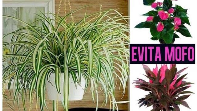 10 Plantas que Evita o Mofo e ainda Decora a Casa