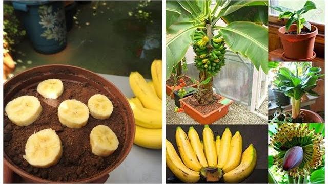 Antes de Plantar Banana da Semente – Veja este Vídeo