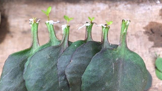 Como Plantar Folhas de Kalanchoe em Garrafas de Plástico