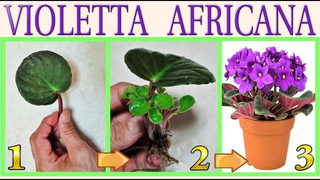 Como Obter Várias Mudas da Violeta Africana