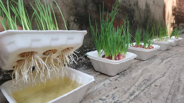 Como Cultivar Cebola E Alho Em Caixa De Isopor