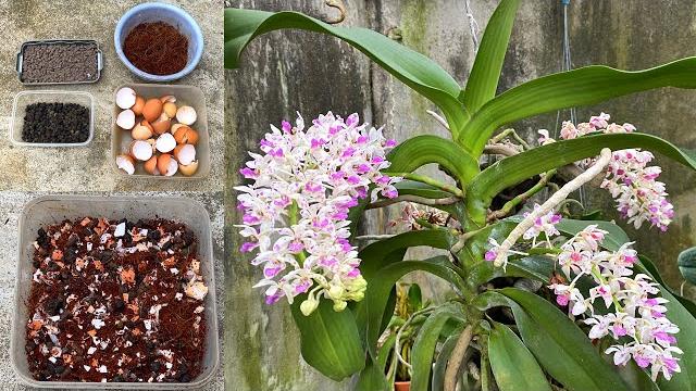 Fertilizante Natural Caseiro Para Orquídeas
