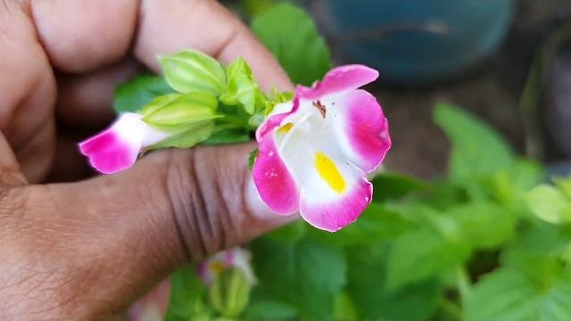 7 Plantas Floríferas Para Cultivar Na Sua Casa