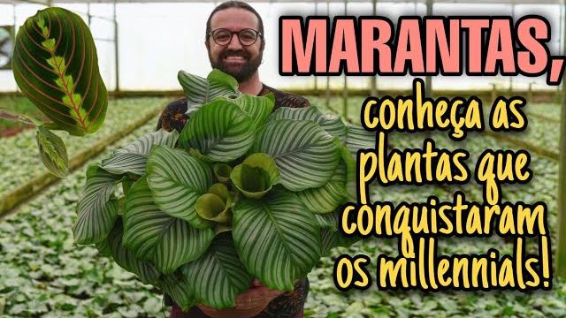 Marantas – As Plantas Que Conquistaram Os Millennials