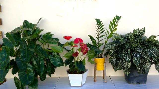 4 Tipos de Plantas que Ficam Maravilhosas Na Sombra de Sua Casa