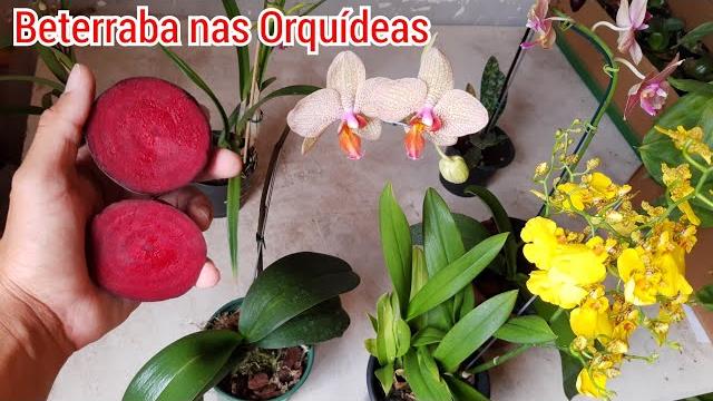 Use Esse Adubo de Beterraba Em Suas Orquídeas e Veja o Resultado Incrível
