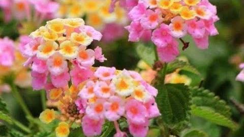 7 Plantas de Flores Lindas e Fáceis de Cuidar Para Você ter em Sua Casa E Colorir o Seu Jardim