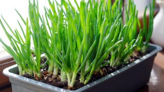 Aprenda a Plantar Cebolinha Na Horta ou em Vasos