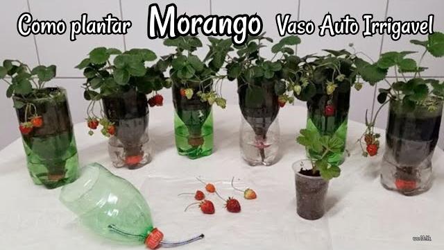 Como Plantar Morango – Vaso Auto Irrigável em Garrafa Pet passo a passo