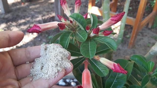 Aprenda a Fazer Sua Rosa do Deserto Produzir Muitas Flores e Segurar os Botões
