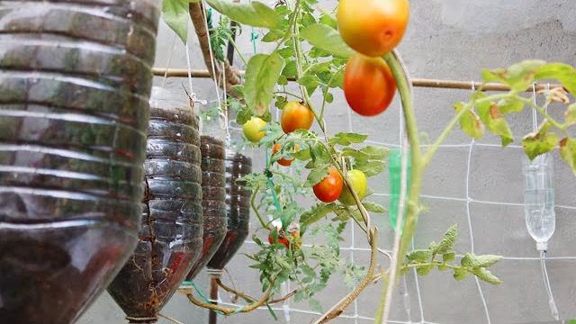 Maneira Fácil de Cultivar Tomate em Garrafas de Plástico Suspensas