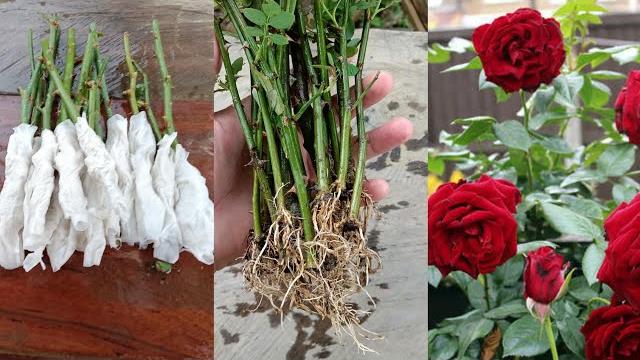 Fazendo Mudas de Rosas Usando Estacas e Papel
