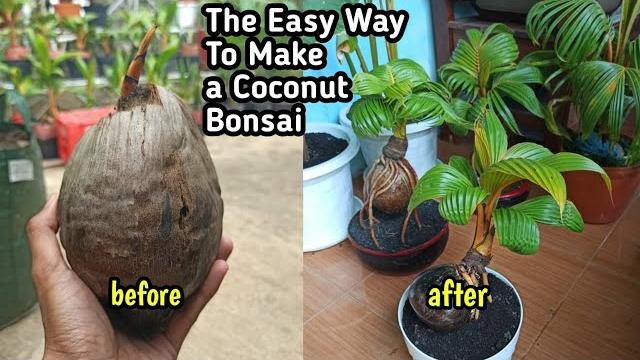 Uma Maneira de Fazer Bonsai de Coco Facilmente