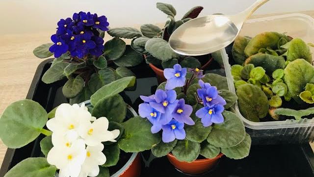 Aprenda a Energizar Suas Violetas Para Produzir Muitas Flores e Manter As Folhas Bonitas