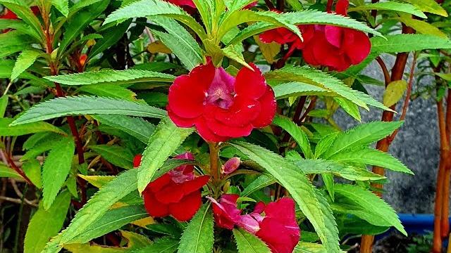 7 Espécies de Plantas Que Produzem Muitas Flores – Para Cultivar em Vasos Ou No Jardim