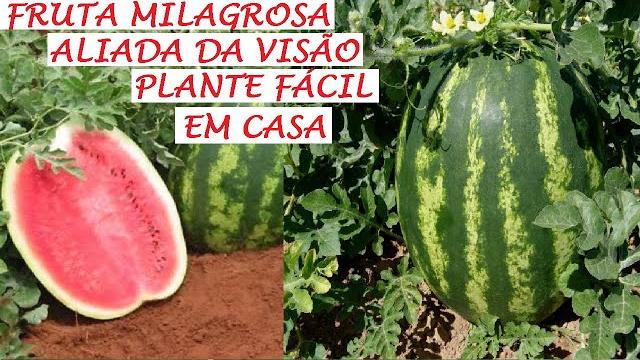 FRUTA MILAGROSA ALIADA DA VISÃO – PLANTE ASSIM EM CASA FÁCIL