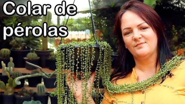 Vejam Como é Simples a Forma de Cultivo Dessa Linda Suculenta – COLAR DE PÉROLAS