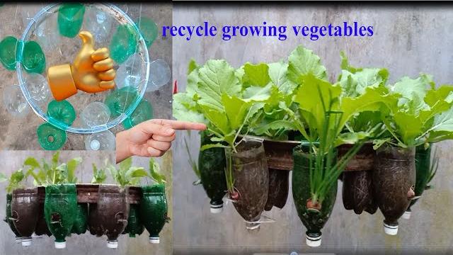Ótima Ideia Para Cultivar Vegetais Pendurados – Ideal Para Quem Tem Pouco Espaço