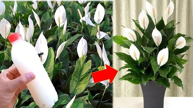 Mágico! Faz seu Lírio da Paz Florir o Ano Todo Sem Gastar Nada