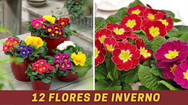 12 Flores de inverno para realçar as cores e a decoração de sua Casa