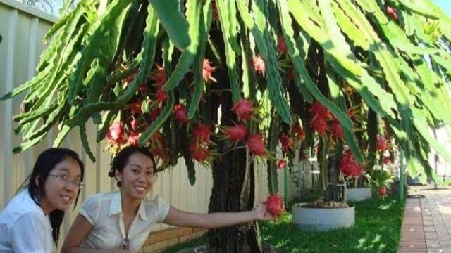 Aprenda Como Plantar Pitaya Em Vasos e Fazer Produzir Frutos