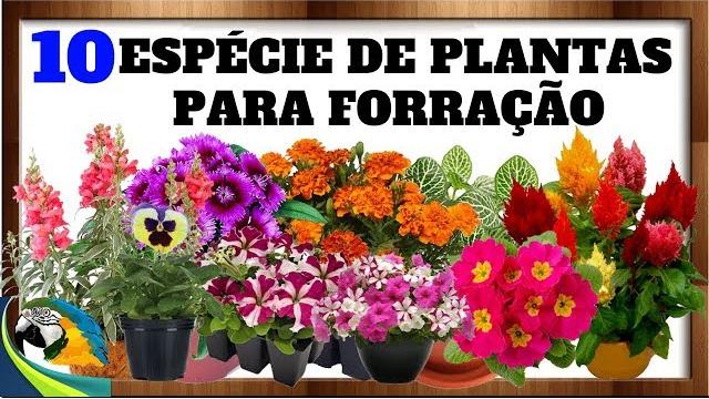 10 ESPÉCIE DE PLANTAS PARA FORRAÇÃO DE FLORES ESPETACULARES