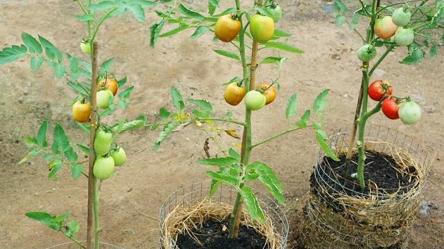 Como Cultivar Tomates Para Produzir Muitos Frutos
