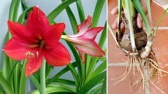 Aprenda a Plantar e Cultivar a Amarilis para Produzir Muitas Flores