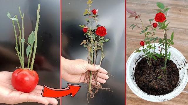 Como Propagar Rosas Por Meio de Estacas – É Muito Simples