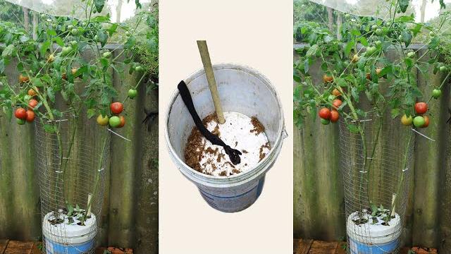 Cultive Tomates em Baldes de Tinta Semi – Hidropônicos Caseiros