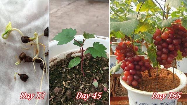 Dicas Para o Cultivo de Uvas a Partir de Sementes