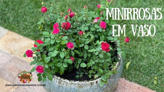 Como Cultivar Mini Rosas em Vasos
