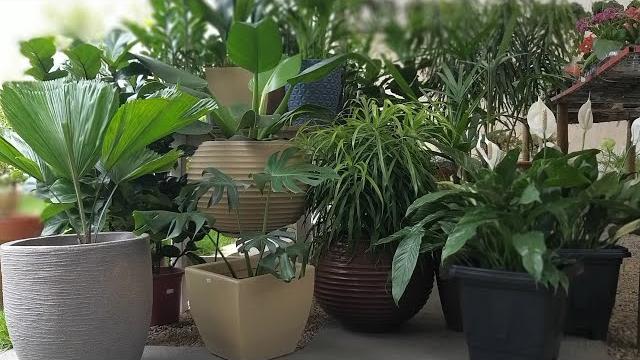10 Plantas de Sombra Para Dentro de Casa Que Precisam de Poucos Cuidados
