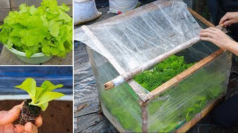 Mini Estufa para Cultivar Vegetais com Embrulho de Alimentos
