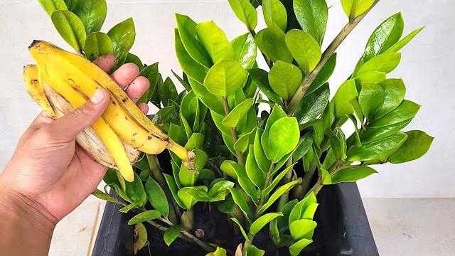 Apenas 3 Cascas de Banana na Zamioculca – Olha o Incrível Resultado