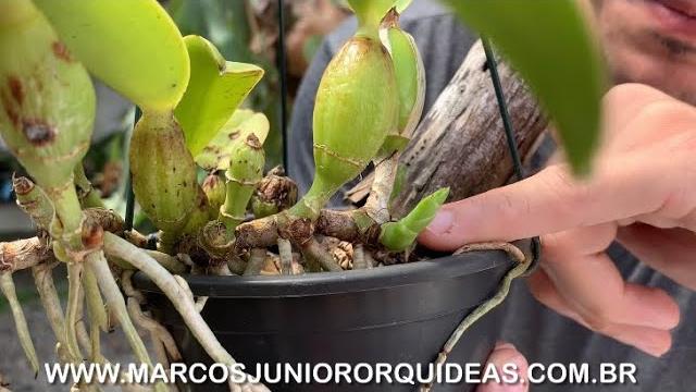 Como Recuperar Orquídeas Usando Um Pedaço de Madeira