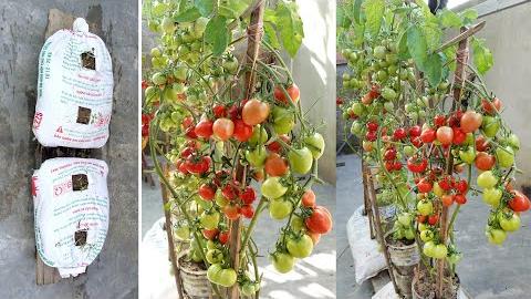 Uma Maneira Super Fácil de Plantar Tomate em Casa