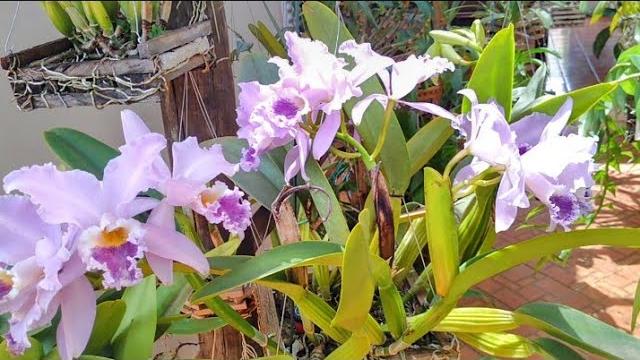 Descubra o Que Faz sua Orquídea dar Flores