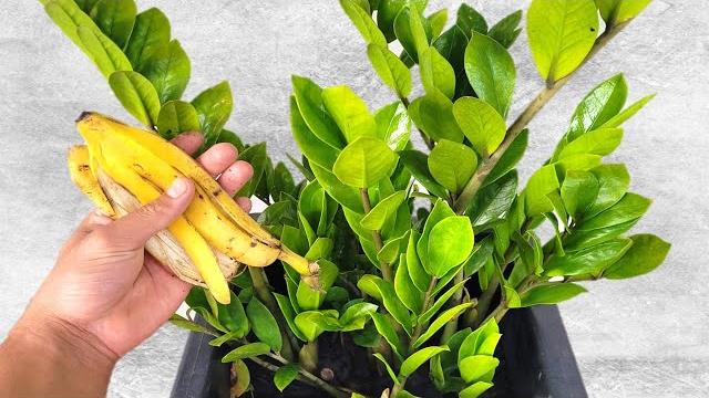 Resultado Incrível – Apenas 3 Cascas de Banana na Zamioculca