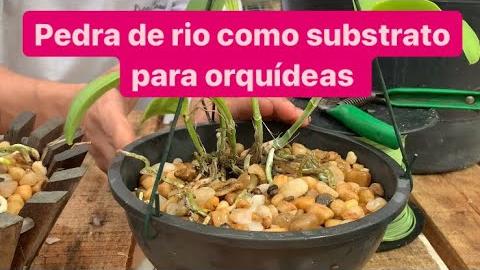 Como Plantar Orquídeas na Pedra de Rio