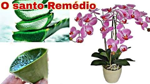 Aloe Vera – O Santo Remédio para Orquídeas
