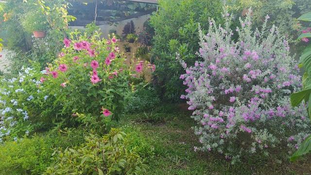 10 Arbustos de Flores Lindas Para o Jardim