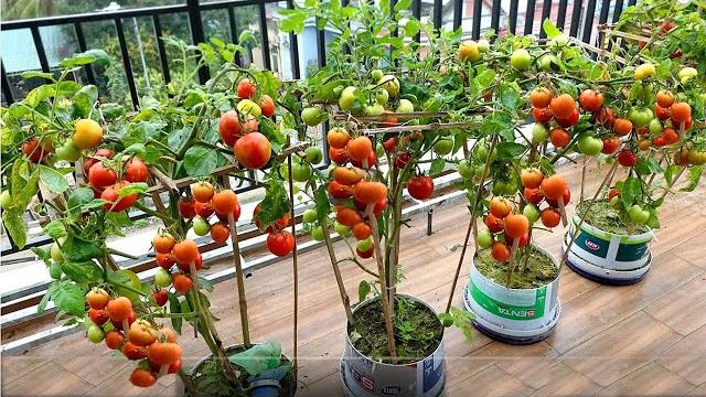 Como Plantar Tomate no Vaso – Conheça Uma Técnica que Vale Ouro