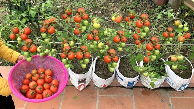 Aprenda a Usar Sacos para Cultivar Tomates em Casa – Fácil e Barato