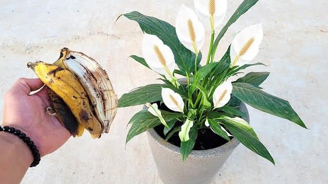 Veja o Incrível Resultado de Apenas 3 Cascas de Banana no Lírio da Paz