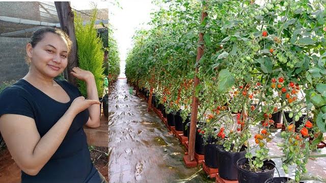 Saiba Como Plantar Tomates – Passo a Passo Para Iniciantes