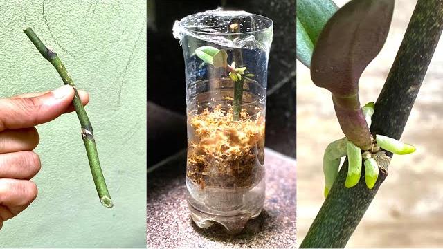 Como fazer Pequenas Orquídeas de Galhos de Crescimento Rápido