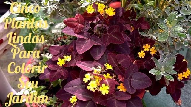5 Folhagens para Colorir seu Jardim! Plantas que Necessitam de Muita Água de Crescimento Rápido