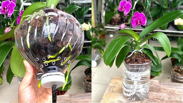 Como Cultivar Orquideas Sem Precisar Regar – Raízes Fortes e Flores Abundantes