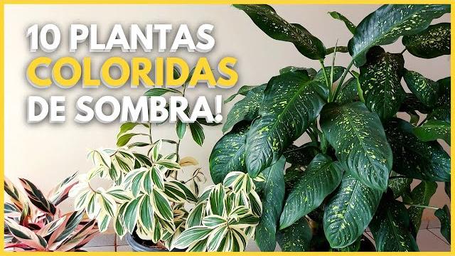 10 PLANTAS DE SOMBRA COM FOLHAGEM COLORIDA